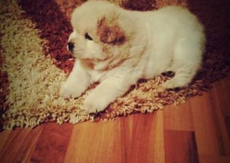 Vand pui Chow Chow