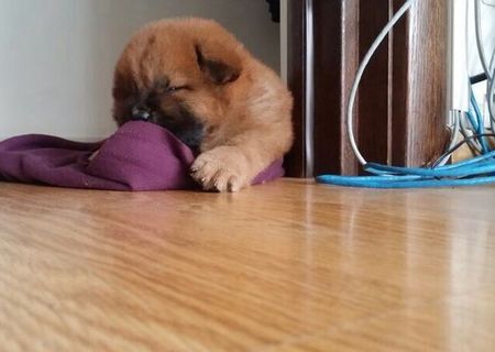 Vand pui chow chow