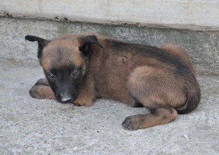vand pui ciobanesc belgian malinois vand pui ciobanesc belgian malinois