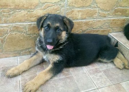 vand pui ciobanesc german vand pui ciobanesc german
