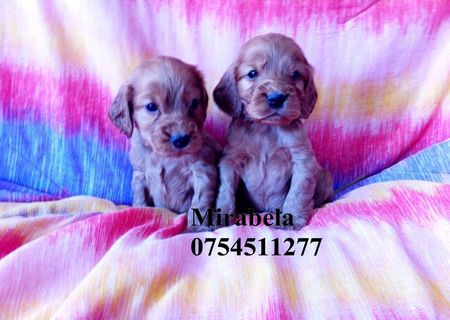 Vand pui cocker spaniel , mascul/ femela Vand pui cocker spaniel , mascul/ femela