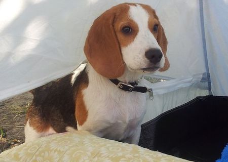 Vand pui de beagle tricolor
