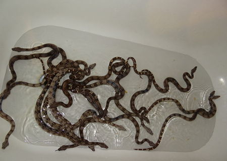 Vand pui de boa constrictor