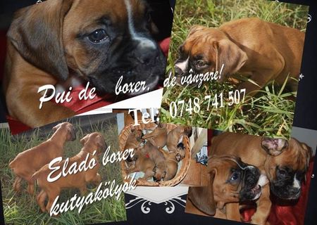 Vand pui de boxer