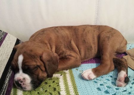 Vand Pui de BOXER GERMAN