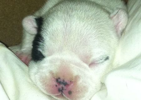 Vând pui de bulldog francez Vând pui de bulldog francez