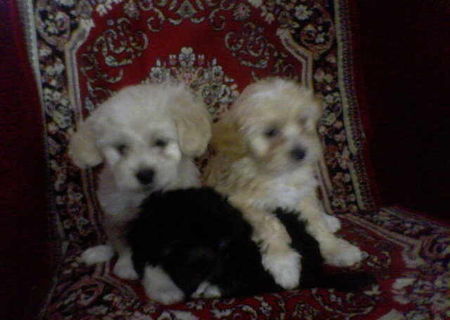 vand pui de catei bichon