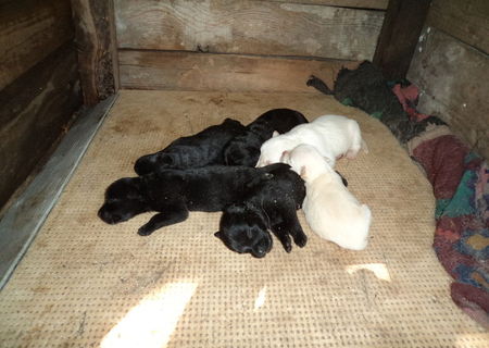 Vand pui de labrador retriever Vand pui de labrador retriever
