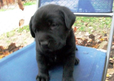 Vand pui de labrador retriver