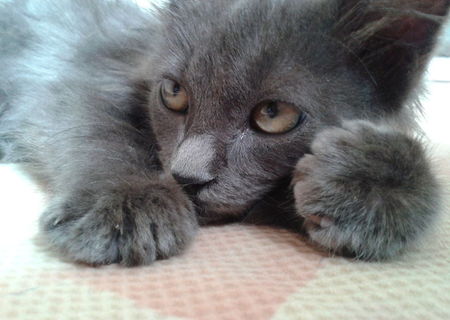 Vand pui de pisica Russian blue nebelung (albastra de rusia cu parul lung).