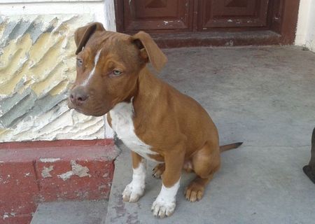 Vand pui de Pitbull !