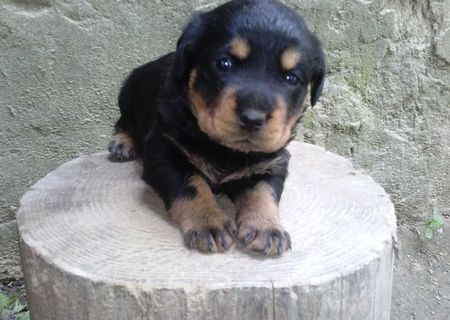 Vand Pui de Rottweiler