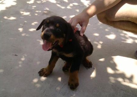 Vand pui de rottweiler