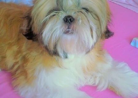 vand pui de shih tzu