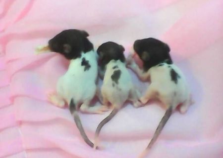 Vand pui de sobolan domestic (Rattus Norvegicus)