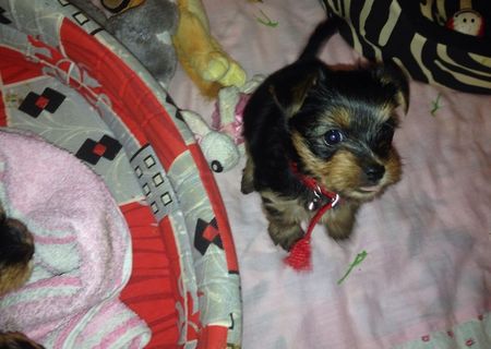 Vând pui de Yorkshire Terrier toy!!