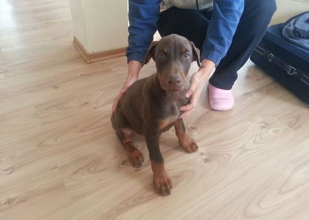 Vand pui Dobermann