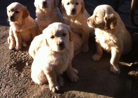 Vand pui Golden Retriever atat in Satu Mare cat si in Cluj