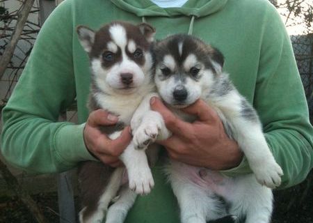 Vand pui husky siberian