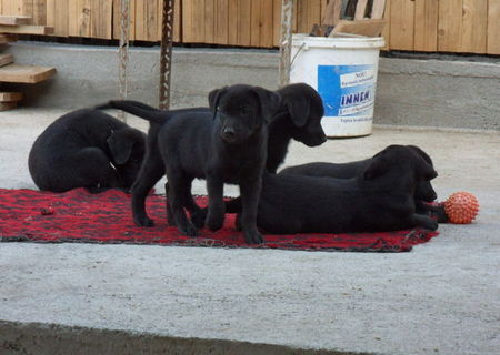 Vand pui labrador