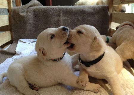 vand pui labrador auriu