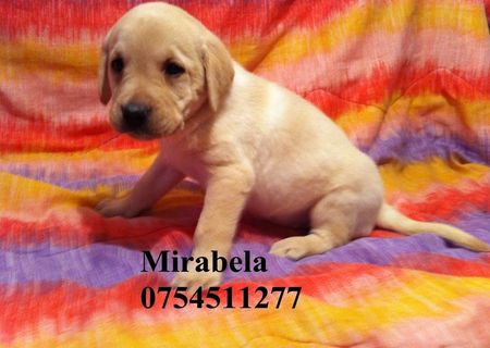 Vand pui Labrador Golden, mascul/femela