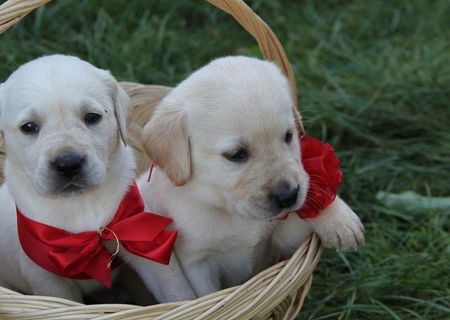 vand pui labrador golden retriever