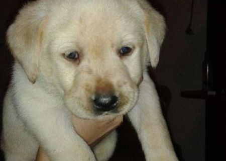 vand pui Labrador mascul