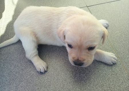 Vand pui Labrador Retriever Vand pui Labrador Retriever