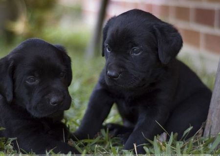 Vand pui labrador retriever englezesc