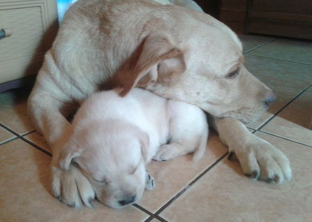 Vand pui Labrador Retriver