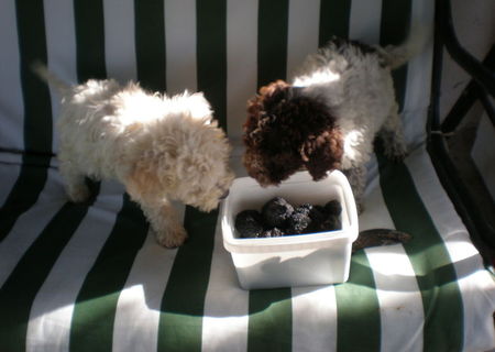 vand pui lagotto-romagnolo si trufe