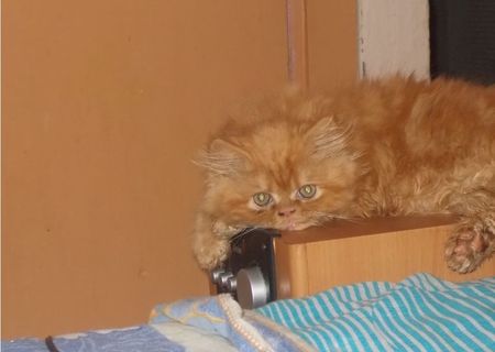 Vand pui persan frumos