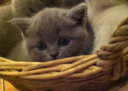 Vand pui pisica BRITISH SHORTHAIR Vand pui pisica BRITISH SHORTHAIR