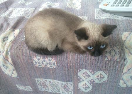 Vand pui pisica rasa Tonkinese