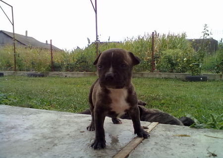 vand pui pitbull