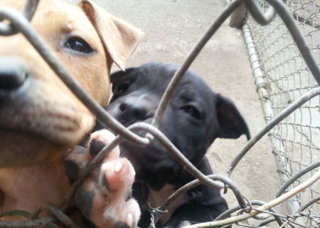 vand pui pitbull 300lei negociabil