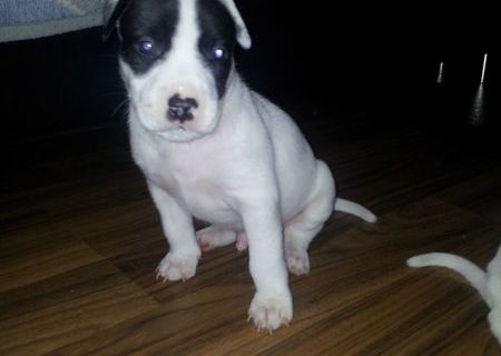vand pui pitbull