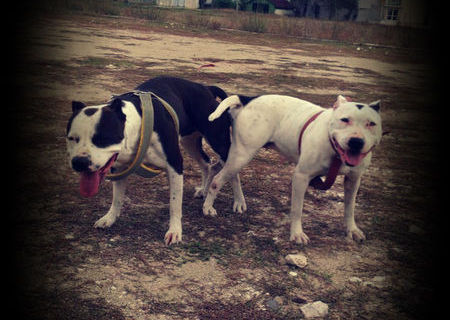 vand pui pitbull american
