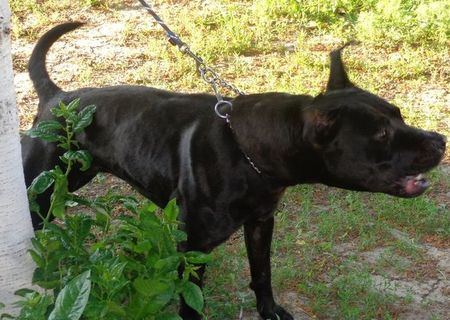 Vand pui pitbull gameline!