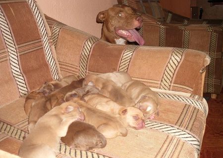 Vand pui pitbull rednose Vand pui pitbull rednose
