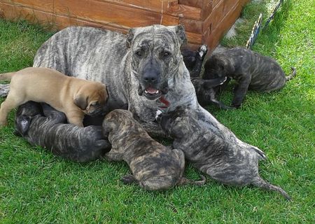 vand pui presa canario