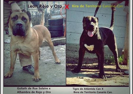 Vand pui Presa Canario