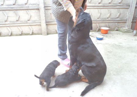 vand pui rasa rottwailer