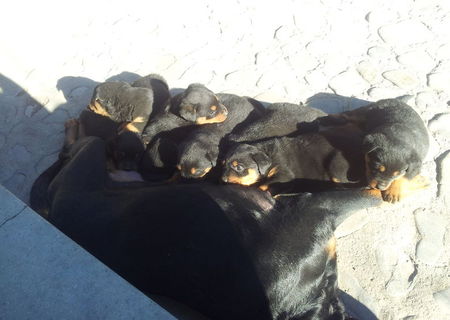 vand pui rottweiler! 150 €