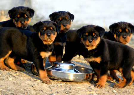 Vand pui Rottweiler