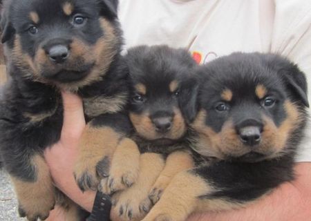 Vand pui rottweiler Vand pui rottweiler