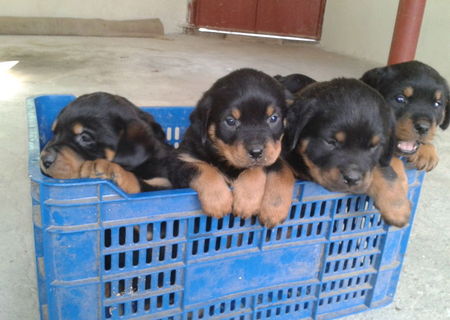 vand pui rottweiler