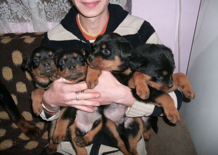 vand pui rottweiler