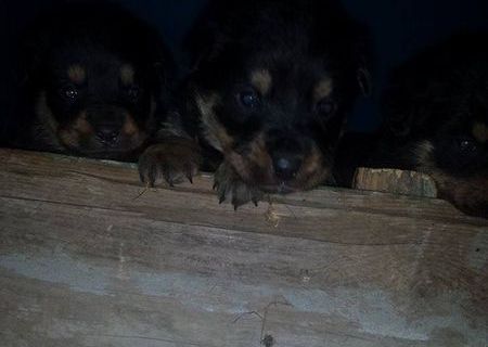 Vand pui rottweiler in varsta de 5 saptamani